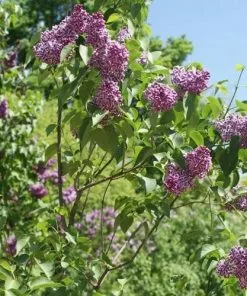 Future Forests Shrubs Syringa Vulgaris Sensation