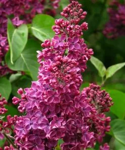 Future Forests Shrubs Syringa Vulgaris Andenken And Ludwig Späth