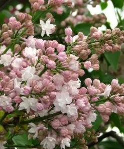 Future Forests Syringa Vulgaris Beauty Of Moscow Shrubs
