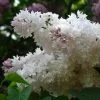 Future Forests Syringa Vulgaris Beauty Of Moscow Shrubs