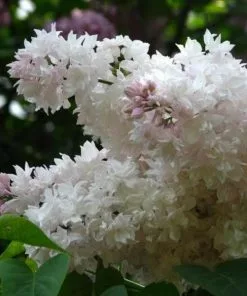 Future Forests Syringa Vulgaris Beauty Of Moscow Shrubs