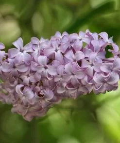 Future Forests Syringa Vulgaris