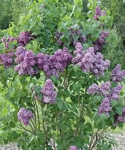 Future Forests Syringa Vulgaris