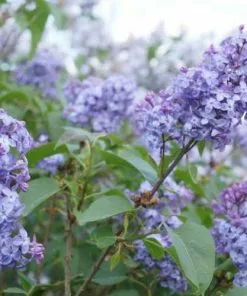 Future Forests Syringa Vulgaris Amethyst