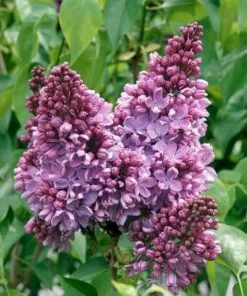 Future Forests Syringa Vulgaris Amethyst