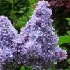Future Forests Syringa Vulgaris Carpe Diem Shrubs