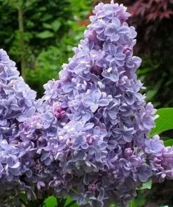 Future Forests Syringa Vulgaris Carpe Diem Shrubs