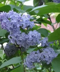 Future Forests Syringa Vulgaris Carpe Diem Shrubs