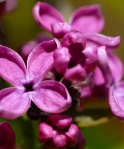 Future Forests Syringa Vulgaris Charles Joly Shrubs