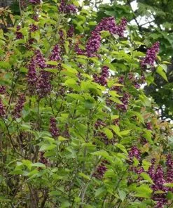 Future Forests Syringa Vulgaris Charles Joly Shrubs