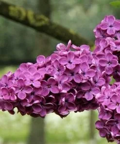 Future Forests Syringa Vulgaris Charles Joly Shrubs