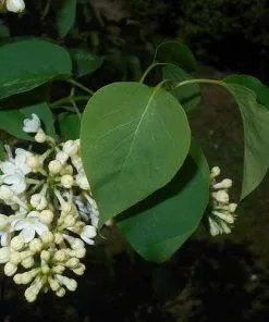 Future Forests Syringa Vulgaris Primrose
