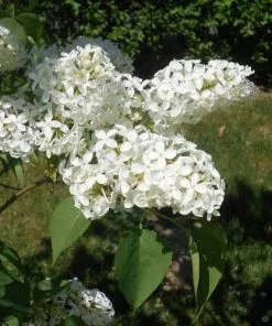 Future Forests Syringa Vulgaris Primrose