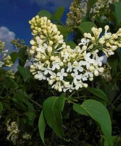 Future Forests Syringa Vulgaris Primrose