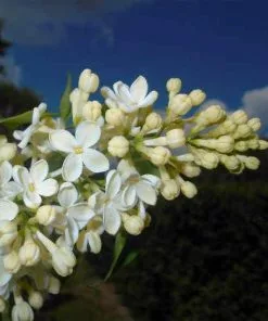 Future Forests Syringa Vulgaris Primrose