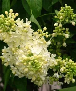Future Forests Syringa Vulgaris Primrose