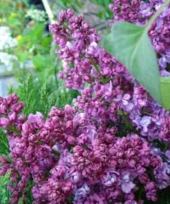 Future Forests Syringa Vulgaris Prince Wolkonsky Shrubs