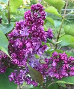 Future Forests Syringa Vulgaris Prince Wolkonsky Shrubs