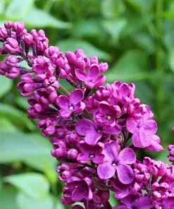 Future Forests Syringa Vulgaris Prince Wolkonsky Shrubs