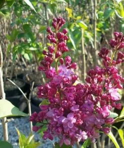 Future Forests Syringa Vulgaris Prince Wolkonsky Shrubs