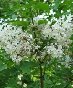 Future Forests Shrubs Syringa X Diversifolia