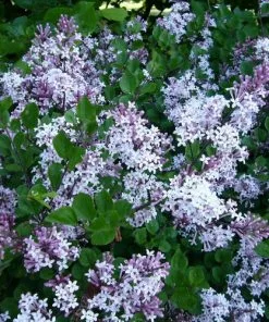 Future Forests Shrubs Syringa Meyeri Palibin