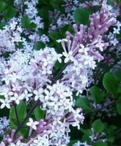 Future Forests Shrubs Syringa Meyeri Palibin