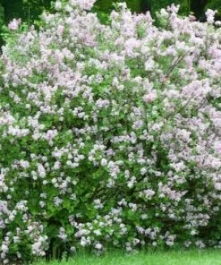 Future Forests Shrubs Syringa Meyeri Palibin