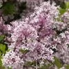 Future Forests Syringa Meyeri Josee