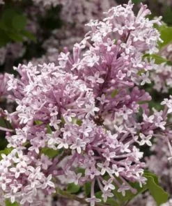 Future Forests Syringa Meyeri Josee