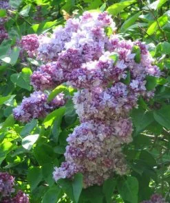 Future Forests Shrubs Syringa Vulgaris Katherine Havemeyer