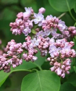Future Forests Shrubs Syringa Vulgaris Katherine Havemeyer