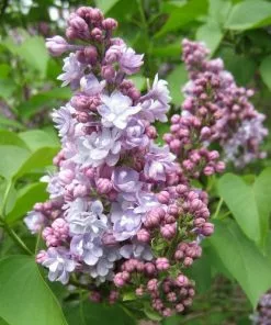 Future Forests Syringa Vulgaris Michel Buchner Shrubs