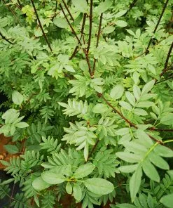 Future Forests Shrubs Syringa X Diversifolia