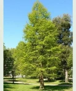 Future Forests Taxodium Distichum - Swamp Cypress