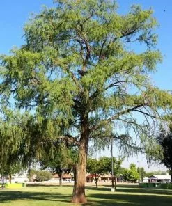 Future Forests All Conifers Taxodium Mucronatum - Montezuma Cypress