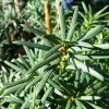 Future Forests All Conifers Pseudotaxus Chienii - White Berried Yew