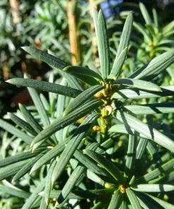 Future Forests All Conifers Pseudotaxus Chienii - White Berried Yew