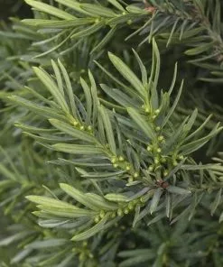 Future Forests Taxus Baccata - Yew Hedging