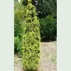 Future Forests Taxus Baccata David