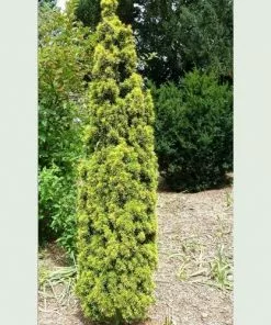 Future Forests Taxus Baccata David