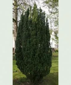 Future Forests Taxus Baccata Fastigiata All Conifers