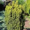 Future Forests Taxus Baccata Fastigiata Aurea