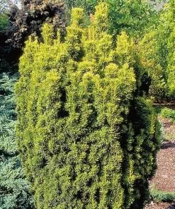 Future Forests Taxus Baccata Fastigiata Aurea