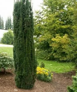 Future Forests All Conifers Taxus Baccata Fastigiata Robusta