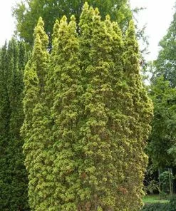 Future Forests Taxus Baccata Standishii All Conifers