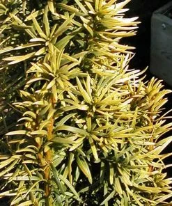 Future Forests Taxus Baccata Standishii All Conifers