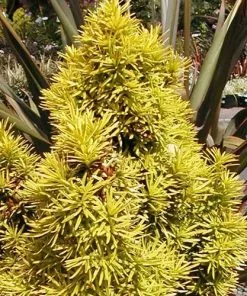 Future Forests Taxus Baccata Standishii All Conifers