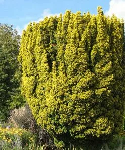 Future Forests Taxus Baccata Standishii All Conifers