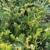 Future Forests Taxus Baccata - Yew Hedging